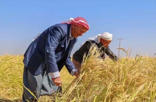 Diyarbakır'da Karacadağ Pirinci Hasat Dönemi Başladı