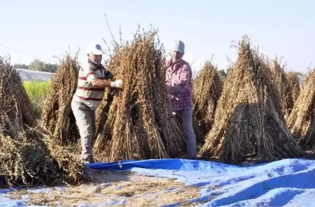 Manavgat'ta Altın Susamın Kalitesi ve Verimliliği İçin Çalışma Yapılıyor