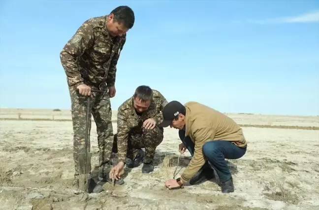 Özbekistan'da Aral Gölü'nün kuruyan kısmı ağaçlandırılıyor