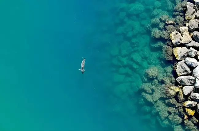 ODTÜ Deniz Bilimleri Enstitüsü Sahilinde Biyoçeşitlilik Zenginleşiyor