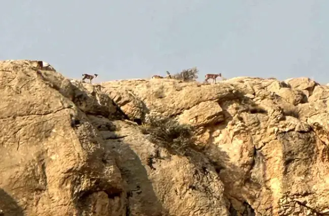 Malatya'da Yaban Keçileri Sürü Halinde Görüntülendi