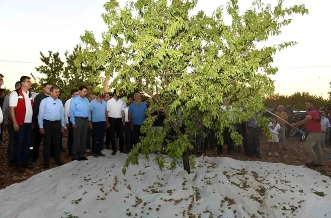 Şanlıurfa'da Badem Hasadı ve Üretim Artışı