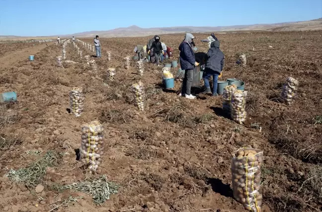 Ahlat'ta Patates Hasadı Coşkusu: Çiftçiler Verimden Memnun