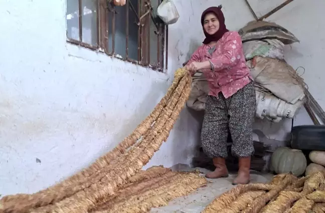 Leyla Zeybek, Eski Yöntemlerle Tütün Yetiştiriyor