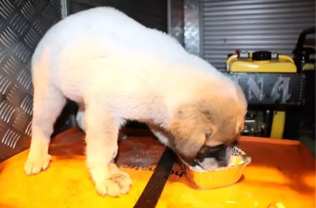 Rögara Düşen Yavru Köpeği İtfaiye Kurtardı