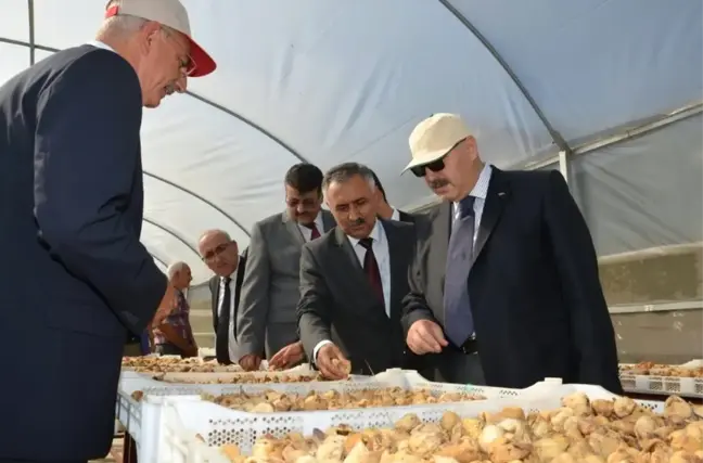 Vali Köşger: