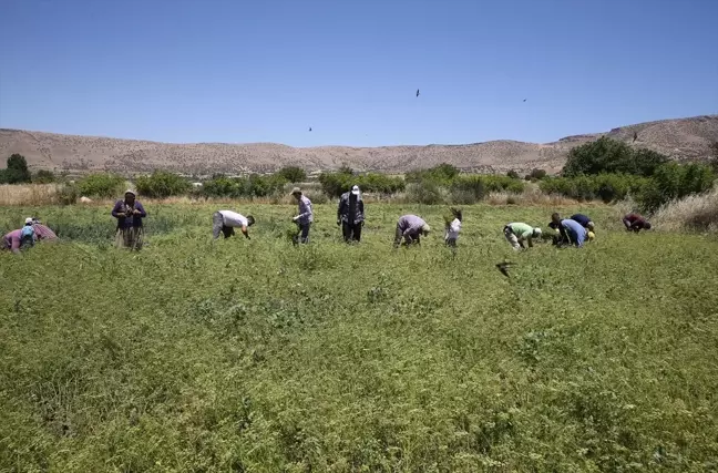 Mardin'de Kişniş Hasadı Elle Yapılıyor