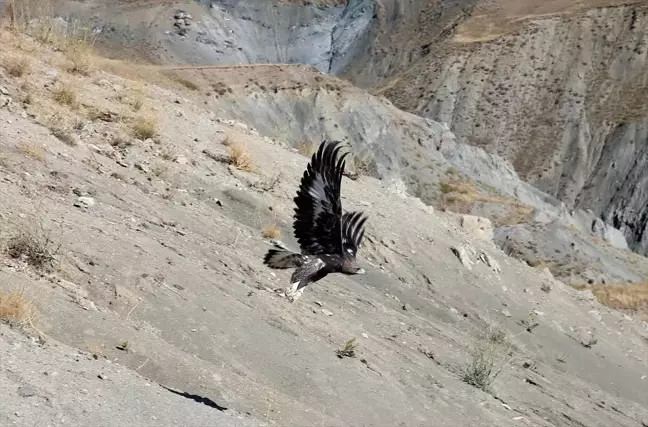 Hakkari'den getirilen kaya kartalı ve kızıl akbaba doğaya salındı