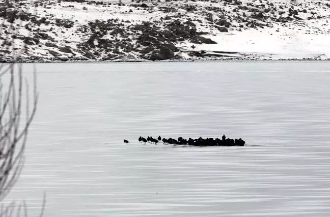 Çıldır Gölü'nde Göç Etmeyen Kuşlar Buz Üstünde Görüntülendi