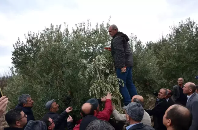Zeytin Üreticisine Yerinde Uygulamalı Eğitim