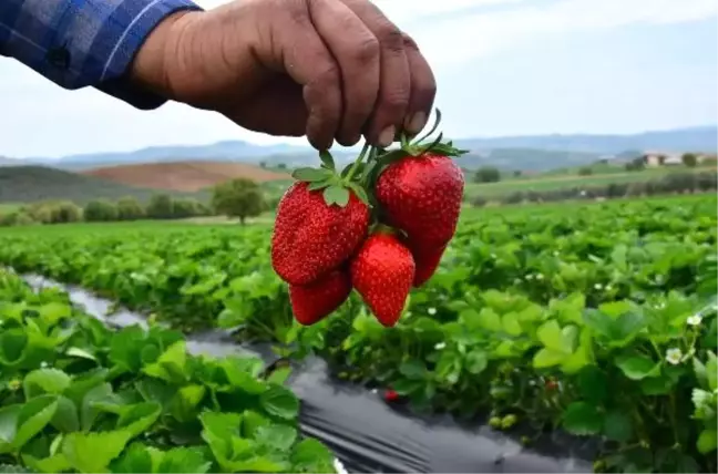 3 Çiftçi ile Başlanan Çilek Üretimi, Köprübaşı'nın Kaderi Değişti
