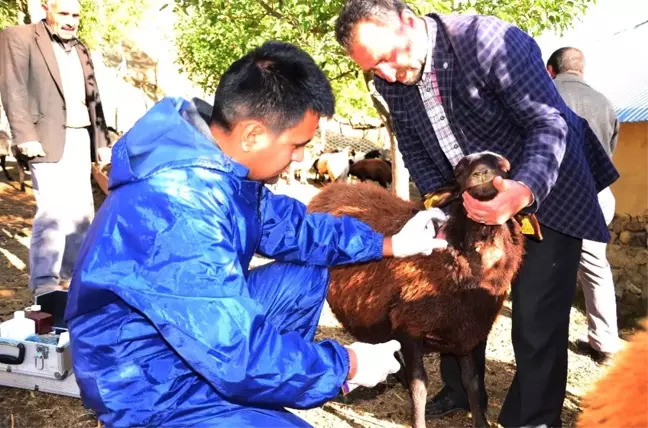 Kurtlar Koyun Sürüsüne Saldırdı