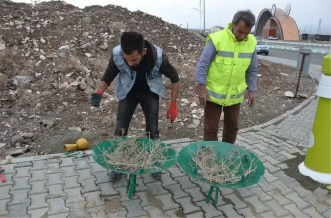 Kampüs Alanına Leylek Yuvası