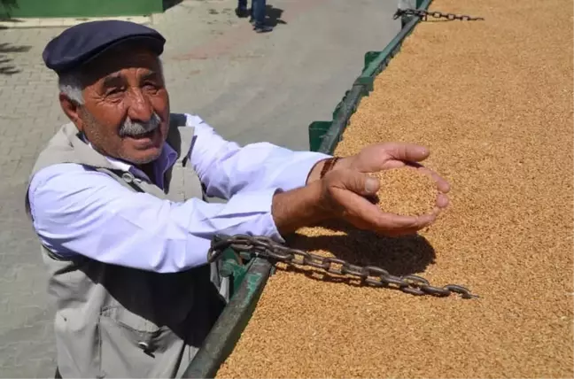 Çiftçiler, TMO'nun Buğday Alımından Memnun