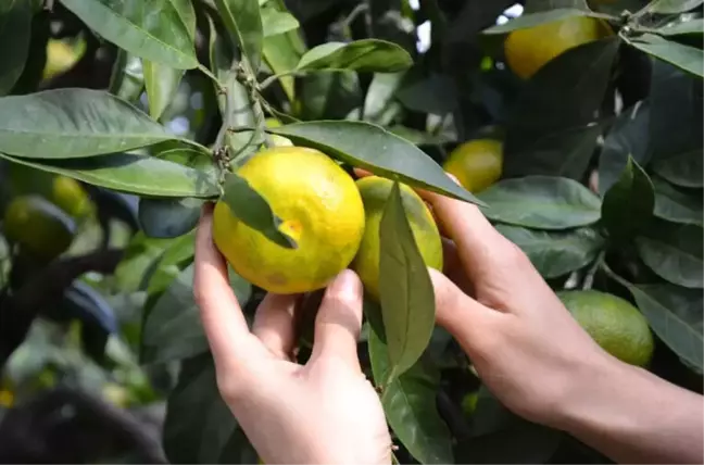 Doğu Karadeniz'de Narenciye Hasadı Başladı