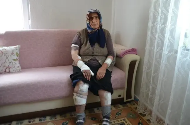 Köpeklerin Saldırdığı Yaşlı Kadını Ölümden Komşuları Kurtardı