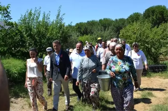Şen Şeftali Şenliği'nde üretici kasa kasa satış yaptı