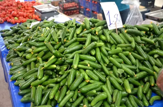 Salatalık tarlada 30 kuruş pazarda 1,5 lira
