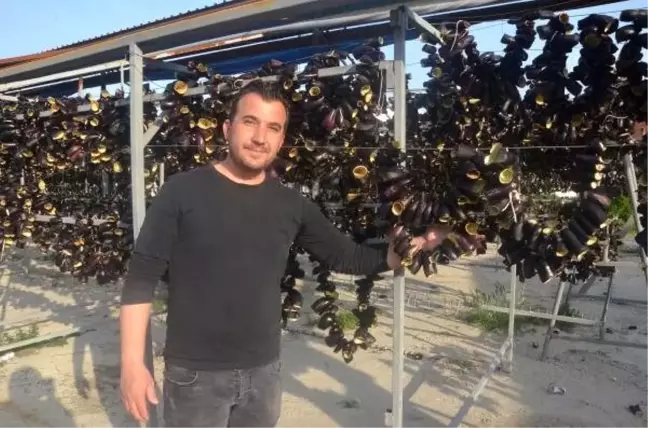 Nazilli'de kurutulan dolmalık patlıcanlar dünyaya ihraç ediliyor