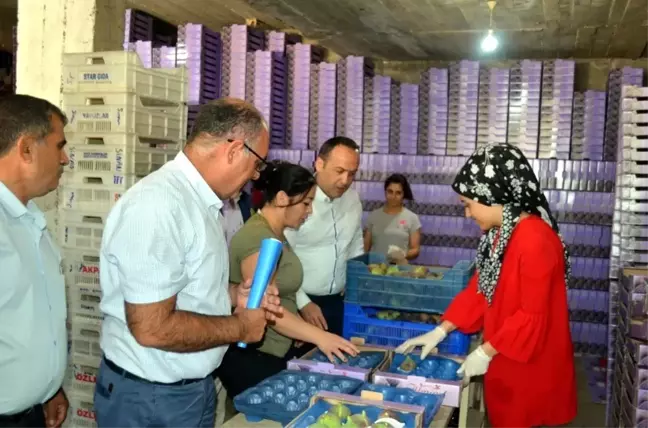 Mudanya'da siyah incir hasadı başladı