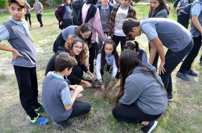 Didim'de liseli öğrenciler okullarına zeytin fidanı dikti