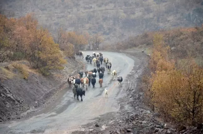 Kar yağışı göçerleri olumsuz etkiledi
