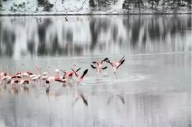 Konya'da 13 flamingo soğuktan öldü