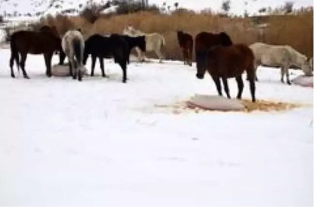 Bu beldede sahipsiz atları besleyenlere 4 bin lira maaş verilecek