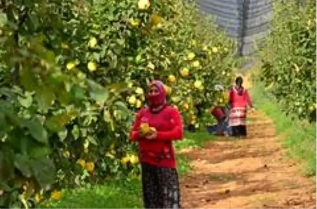 Tavas'ta ayva hasadı devam ediyor
