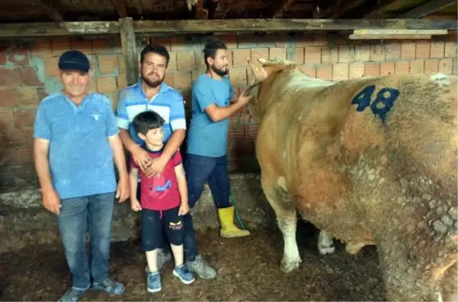 Avcılar Kaymakamlığı'na 3 tosun ve 150 küçük baş bağışlandı