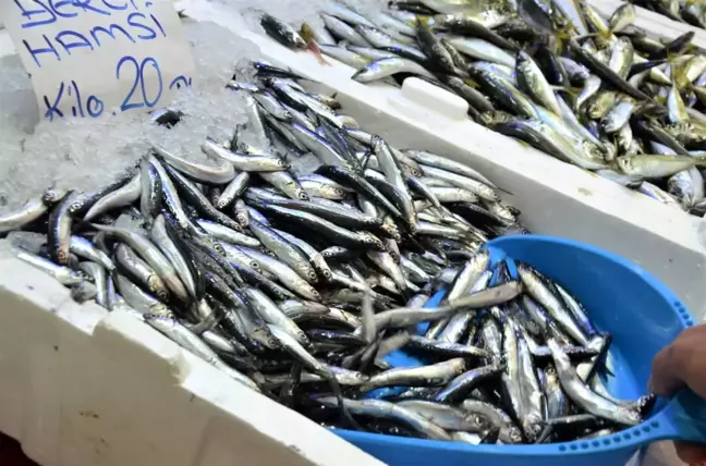 Ordu'da yerli hamsi tezgahlarda