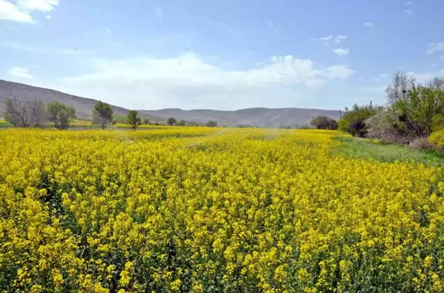 Günyüzü'de çiftçiler alternatif ürün olarak 'Kanola' ekmeye başladı