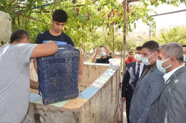 Gercüş Kaymakamı Sinanoğlu, bağ bozumu etkinliğine katıldı