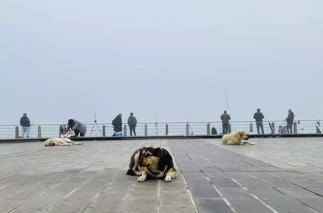 İstanbul'da yoğun sis etkili oluyor