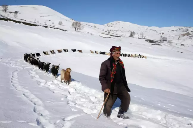 Besiciler, yayladaki sürülerini karlı dağları aşarak köye ulaştırdı