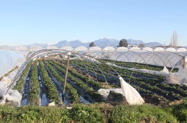 Antalya'da zarar gören seralarda hasar tespit çalışması