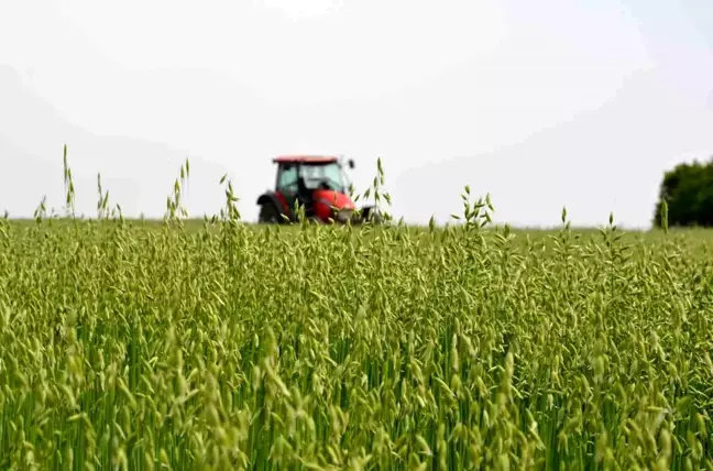 Saray'da 'tarla günü' düzenlendi