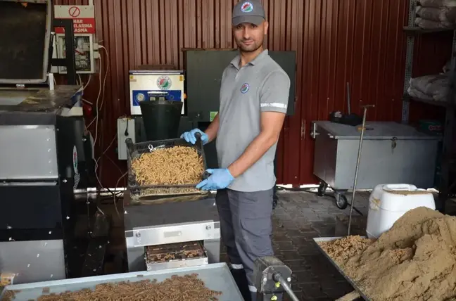 Antalya'da toplanan yemek artıkları sahipsiz hayvanlara mama oluyor