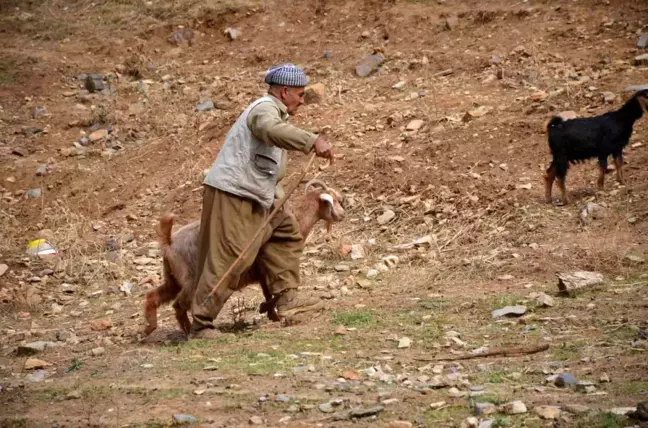 Şırnak'ta 35 bin lira maaş alan çobanlar tatile girdi
