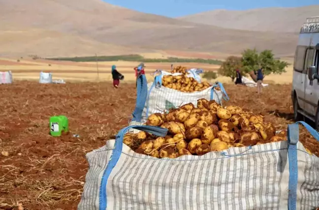 Darende'de Patates Hasadı Başladı
