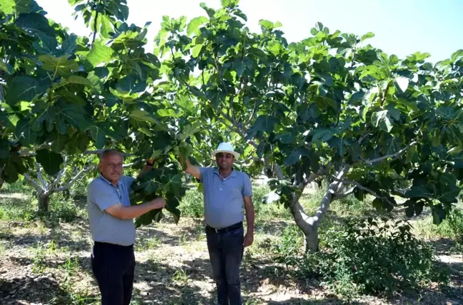 Ürünlü Mahallesi'nde İncir Rekoltesi Artıyor