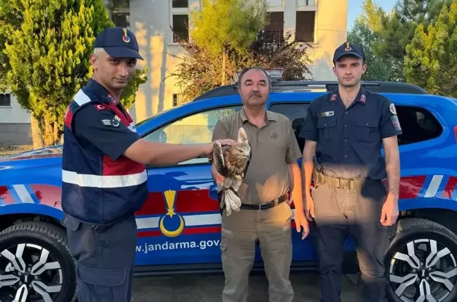 Kayseri'de yaralı şahin tedavi altına alındı