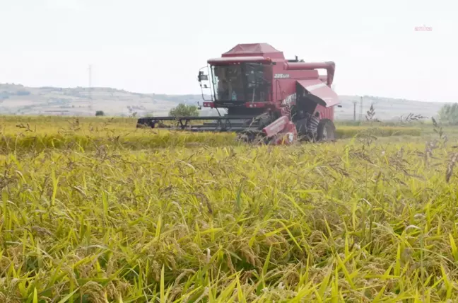 Edirne'de 1 kilo çeltiğin maliyeti açıklandı