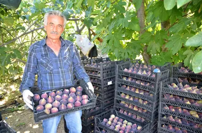 Antalya'da Siyah İncir Hasadı Başladı