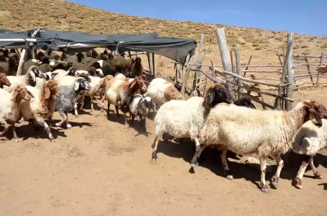 Malatya'da Yaylalarda Hayvan Yetiştiricileri İhtiyaçlarını Bekliyor