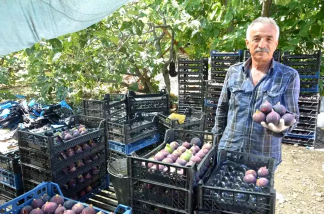 Antalya'nın İbradı ilçesinde siyah incir hasadı tamamlandı