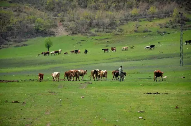 Aydın'da Mera Islah Projesi Onaylandı, Üreticilere Hibe Yem Tohumu Dağıtılacak