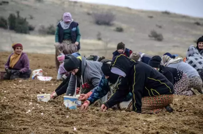 Taşköprü'de Sarımsak Dikim Sezonu Başladı