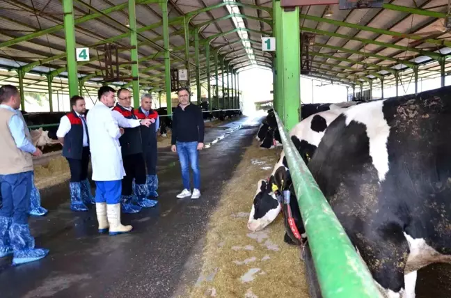 Denizli'de İlkbahar Şap Aşılama Kampanyası Başladı