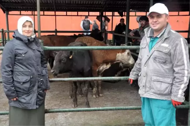 Zonguldak'ta Genç Üreticilere Büyükbaş Hayvan Desteği